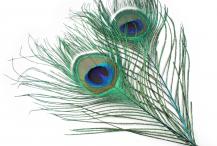 Peacock Eye Tops (Veniard)