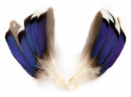 Mallard Duck Wing Quills Blue/White Tip