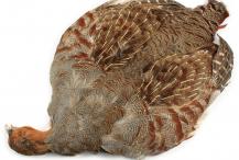 Partridge Skin, English (Veniard)