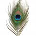 Peacock Eye Feathers (10 pcs)