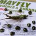 Nymph Head Evolution - Mayfly Swimmer & Burrower Tungsten Beadheads