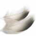 Mallard Duck Bronze Shoulders Selected Feathers