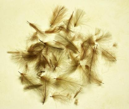 CDC Feathers